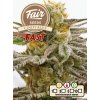 75135 fair seeds cindy blue fast feminized fast