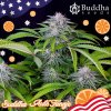 Buddha Seeds Auto Tangie,autoflowering feminized (Balení 10 ks)