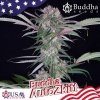 Buddha Seeds Auto Zkitt,autoflowering feminized (Balení 10ks)