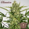 Buddha Seeds ''Buddha's Classics'' Auto AK, feminized autoflowering (Balení 10ks)