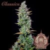 Buddha Seeds ''Buddha's Classics'' Auto Critical, feminized autoflowering (Balení 10ks)