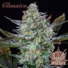Buddha Seeds ''Buddha's Classics'' Auto Diesel, feminized autoflowering (Balení 10ks)
