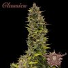 Buddha Seeds ''Buddha's Classics'' AK, feminized (Balení 10ks)