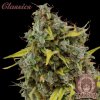 Buddha Seeds ''Buddha's Classics'' Amnesia, feminized (Balení 10ks)