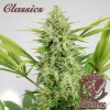 75168 buddha seeds buddha s classics auto skunk feminized autoflowering