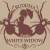 Buddha Seeds ''Buddha's Classics'' Auto White Widow, feminized autoflowering (Balení 10ks)
