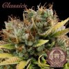 Buddha Seeds ''Buddha's Classics'' Critical, feminized (Balení 10ks)
