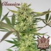75177 buddha seeds buddha s classics diesel feminized