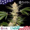 75186 buddha seeds dosi2 feminized