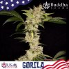 Buddha Seeds Gorilla, feminized (Balení 10ks)