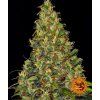 75201 barney s farm amnesia haze auto feminized autoflowering