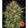 75228 barney s farm cheese feminized