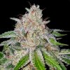 75276 dna genetics cherry 18 feminized