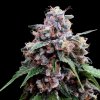 75282 dna genetics lemon 18 feminized