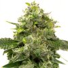 Blimburn Seeds Alien OG by Steve DeAngelo´s, feminized (Balení 12 ks)