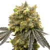 Blimburn Seeds Dream Queen by Steve DeAngelo´s, feminized (Balení 12 ks)