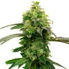 Blimburn Seeds Hellfire OG by Steve DeAngelo´s, feminized (Balení 12 ks)