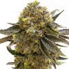 Blimburn Seeds Maracuja by Nikki Swami´s, feminized (Balení 12 ks)