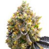 Blimburn Seeds Sweet Island by Kyle Kushman´s, feminized (Balení 12 ks)