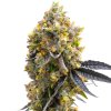 Blimburn Seeds Sweet Island by Kyle Kushman´s, feminized (Balení 12 ks)