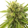 Blimburn Seeds Skywalker OG by Kyle Kushman´s, feminized (Balení 12 ks)