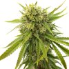 Blimburn Seeds Skywalker OG by Kyle Kushman´s, feminized (Balení 12 ks)