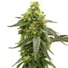 Blimburn Seeds Taangie by Nikki Swami´s, feminized (Balení 12 ks)