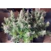 Fast Buds Strawberry Banana Auto, feminized autoflowering (Balení 1 ks)