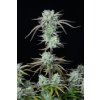 Fast Buds Strawberry Banana Auto, feminized autoflowering (Balení 1 ks)