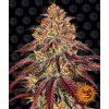 75384 barney s farm mimosa x orange punch auto feminized