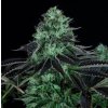 Fair Seeds Darkstar, feminized (Balení 1 ks)