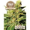 Fair Seeds Darkstar, feminized (Balení 1 ks)