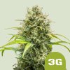 75420 royal queen seeds triple g auto feminized autoflowering