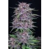 75438 fast buds banana purple punch auto feminized autoflowering