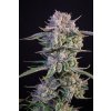 75450 fast buds strawberry gorila auto feminized autoflowering