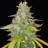 Dr. Choice Niagara autoflowering feminized (Balení 1ks)