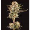 75486 seedstockers triton biscotto lime auto feminized autoflowering