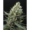 75489 ripper seeds ripper haze feminized