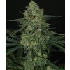 Ripper Seeds,Criminal, feminized (Balení 1 ks)
