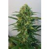 75501 ripper seeds toxic feminized