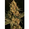 Ripper Seeds,Washing Machine, feminized (Balení 1 ks)