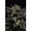 75507 ripper seeds zombie kush feminized