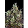 Ripper Seeds,Sour Ripper, feminized (Balení 1 ks)
