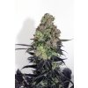 75516 ripper seeds acid dough feminized