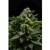 Ripper Seeds,DO-G, feminized (Balení 1 ks)