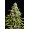 Silent Seeds, Amnesia Lemon, feminized (Balení 3ks)