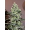 Silent Seeds, Original Amnesia , feminized (Balení 3ks)
