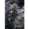 75585 silent seeds grape juice feminized