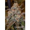 75588 silent seeds gorilla frost feminized