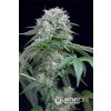 75591 silent seeds starfire og feminized